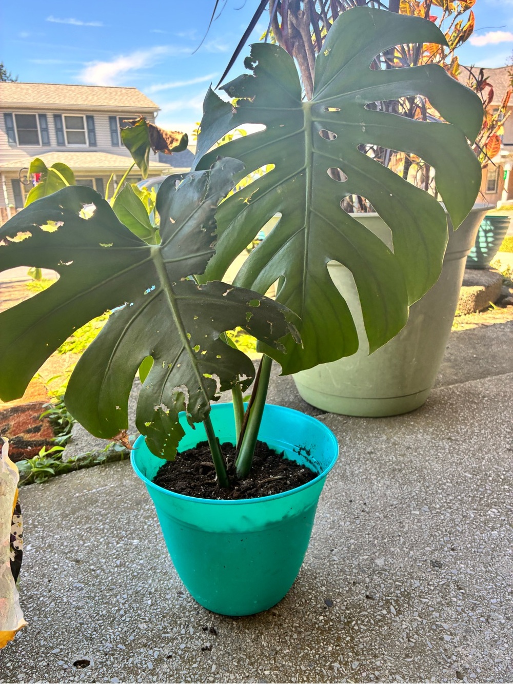 Monstera deliciosa Swiss cheese in Teal Plastic Pot - Deep Green Foliage